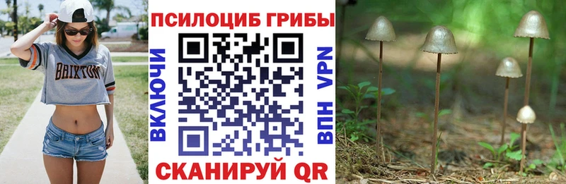 сколько стоит Анапа Галлюциногенные грибы Psilocybe